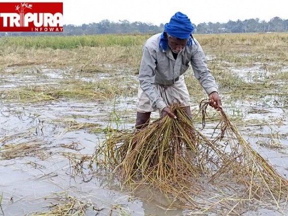 Unseasonal Rain Devastated Tripura Farmers, No Support from Govt 